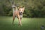 Cane (Ellie's Canine Rescue & Rehome) Carousel 4
