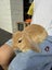 mini lop bunny Carousel 8