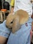 mini lop bunny Carousel 9