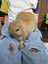 mini lop bunny Carousel 10