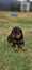 Beautiful Purebred Rottweiler Puppies Carousel 10