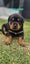 Beautiful Purebred Rottweiler Puppies Carousel 12