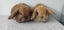 Purebred Mini Lop Baby Bunnies. Miniature Lops Available Carousel 1