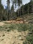 McIndoe Logging Ltd Carousel 3