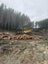 McIndoe Logging Ltd Carousel 4