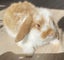 Purebred mini lop bunnies Carousel 1