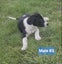15 Week Old Puppies Carousel 3