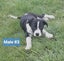 15 Week Old Puppies Carousel 4