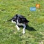 15 Week Old Puppies Carousel 5