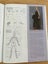 Anatomy of a Doll, Doll Making Book, fabric sculpting by Susanna Oroyan Carousel 5