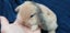 Purebred Mini Lop Baby Bunnies. Miniature Lops Available Carousel 6