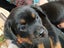 Purebreed bobtail Rottweiler puppys Carousel 14