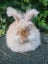 Purebred English angora Carousel 1
