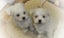 Beautiful Purebred Maltese Puppy Carousel 3