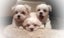 Beautiful Purebred Maltese Puppy Carousel 4