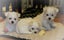 Beautiful Purebred Maltese Puppy Carousel 2