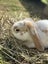 Gorgeous Mini Lop Brothers – Bonded Pair + Custom Hutches & Full Setup Carousel 3