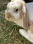 Gorgeous Mini Lop Brothers – Bonded Pair + Custom Hutches & Full Setup Carousel 5