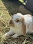 Gorgeous Mini Lop Brothers – Bonded Pair + Custom Hutches & Full Setup Carousel 7