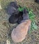 Mini Lop Baby Bunnies Carousel 1