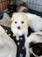 Maltese chihuahua x puppies Carousel 4