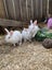 Baby rabbits for sale Carousel 11