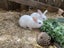 Baby rabbits for sale Carousel 12