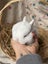 **Trained Netherland Dwarf Bunny Rabbits & Care Package** Carousel 8