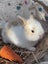 **Trained Netherland Dwarf Bunny Rabbits & Care Package** Carousel 9