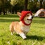 Autumn And Winter Warm Windproof Halloween Knitted Fighting Dog Hat Carousel 3