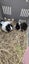Fluffy Guinea pigs Carousel 1