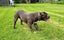American Bully XL Puppies | ABKC Pedigree Registered Carousel 3