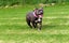 American Bully XL Puppies | ABKC Pedigree Registered Carousel 2