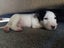 English Bull Terrier Puppies Carousel 12