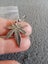 *New* Mini Marijuana Leaf Earrings Carousel 1