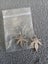 *New* Mini Marijuana Leaf Earrings Carousel 6