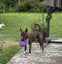English Bull Terrier Puppies Carousel 20