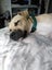 Tobi (Ellie's Canine Rescue & Rehome) Carousel 6