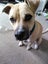 Tobi (Ellie's Canine Rescue & Rehome) Carousel 4