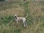 Tobi (Ellie's Canine Rescue & Rehome) Carousel 3