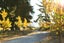 gallery view thumbnail