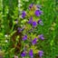 Hyssop plants in 5cm pots x 3 Carousel 1