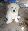 Bichon Puppies - gorgeous Carousel 6