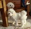 Bichon Puppies - gorgeous Carousel 7