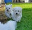 Bichon Puppies - gorgeous Carousel 8