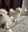 Bichon Puppies - gorgeous Carousel 9