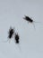 Feeder Crickets – Live – Multiple Sizes Available – Wellington Carousel 5