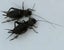 Feeder Crickets – Live – Multiple Sizes Available – Wellington Carousel 4
