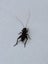 Feeder Crickets – Live – Multiple Sizes Available – Wellington Carousel 3