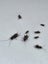Feeder Crickets – Live – Multiple Sizes Available – Wellington Carousel 6